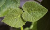 Paulownia tomentosa