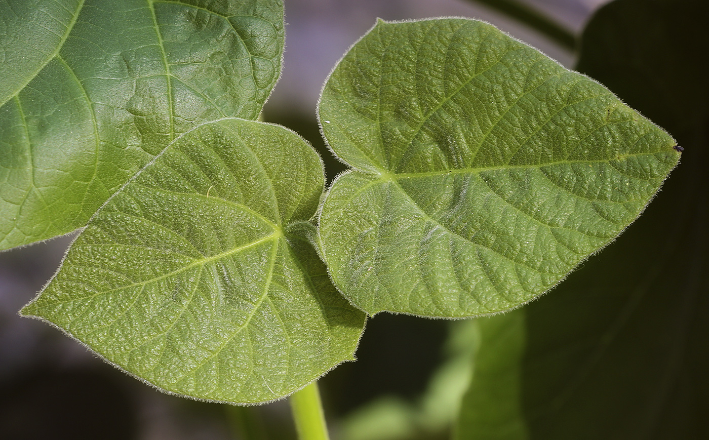 Image of Paulownia tomentosa specimen.