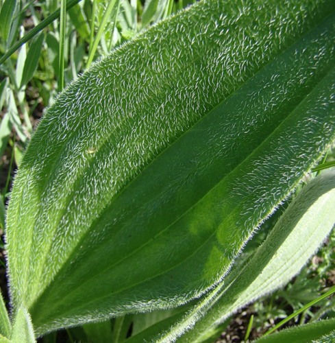 Изображение особи Plantago urvillei.