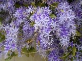 Petrea volubilis