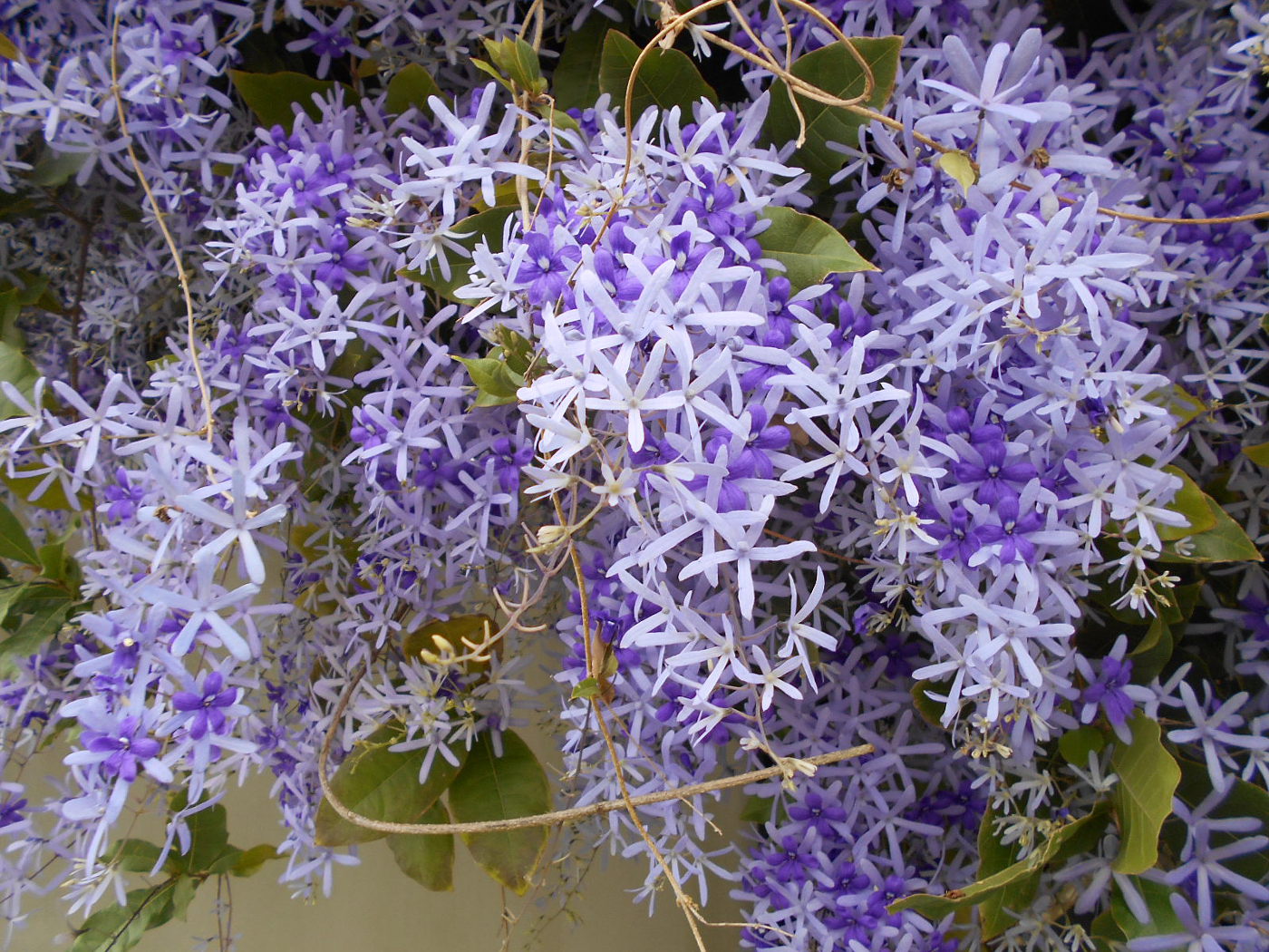 Изображение особи Petrea volubilis.