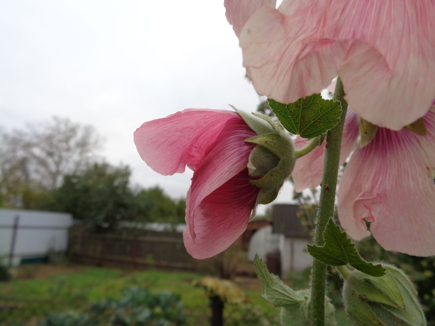 Image of Alcea rosea specimen.