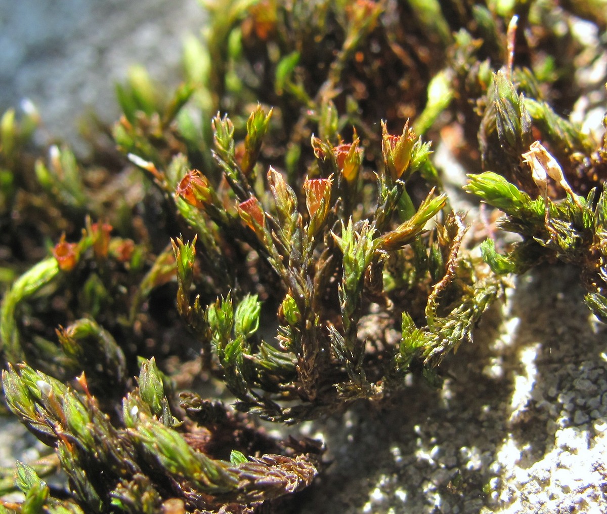 Image of Schistidium crassipilum specimen.