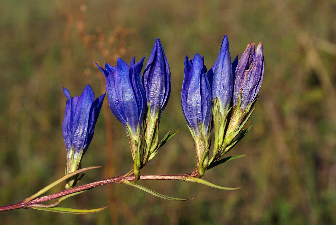 Image of Gentiana pneumonanthe specimen.