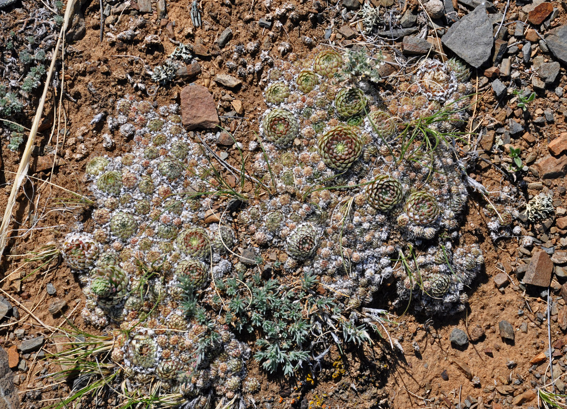 Изображение особи Orostachys spinosa.