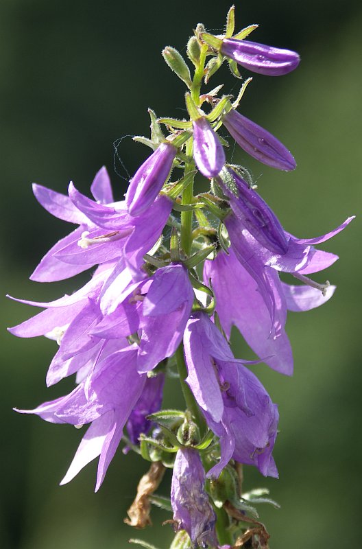 Image of Campanula rapunculoides specimen.