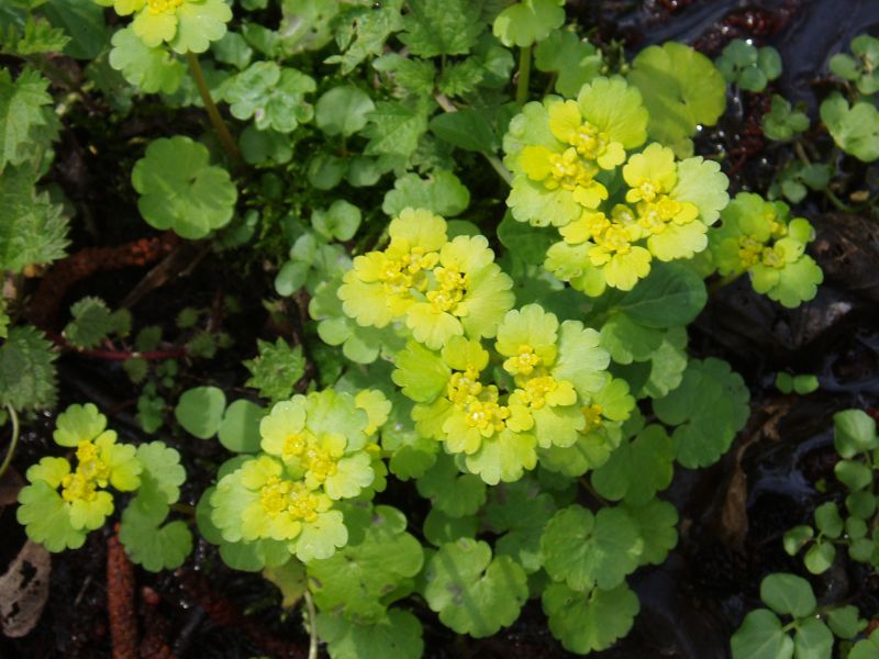 Image of Chrysosplenium alternifolium specimen.