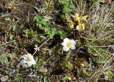 Callianthemum isopyroides