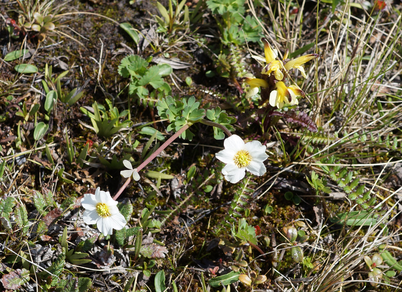 Изображение особи Callianthemum isopyroides.