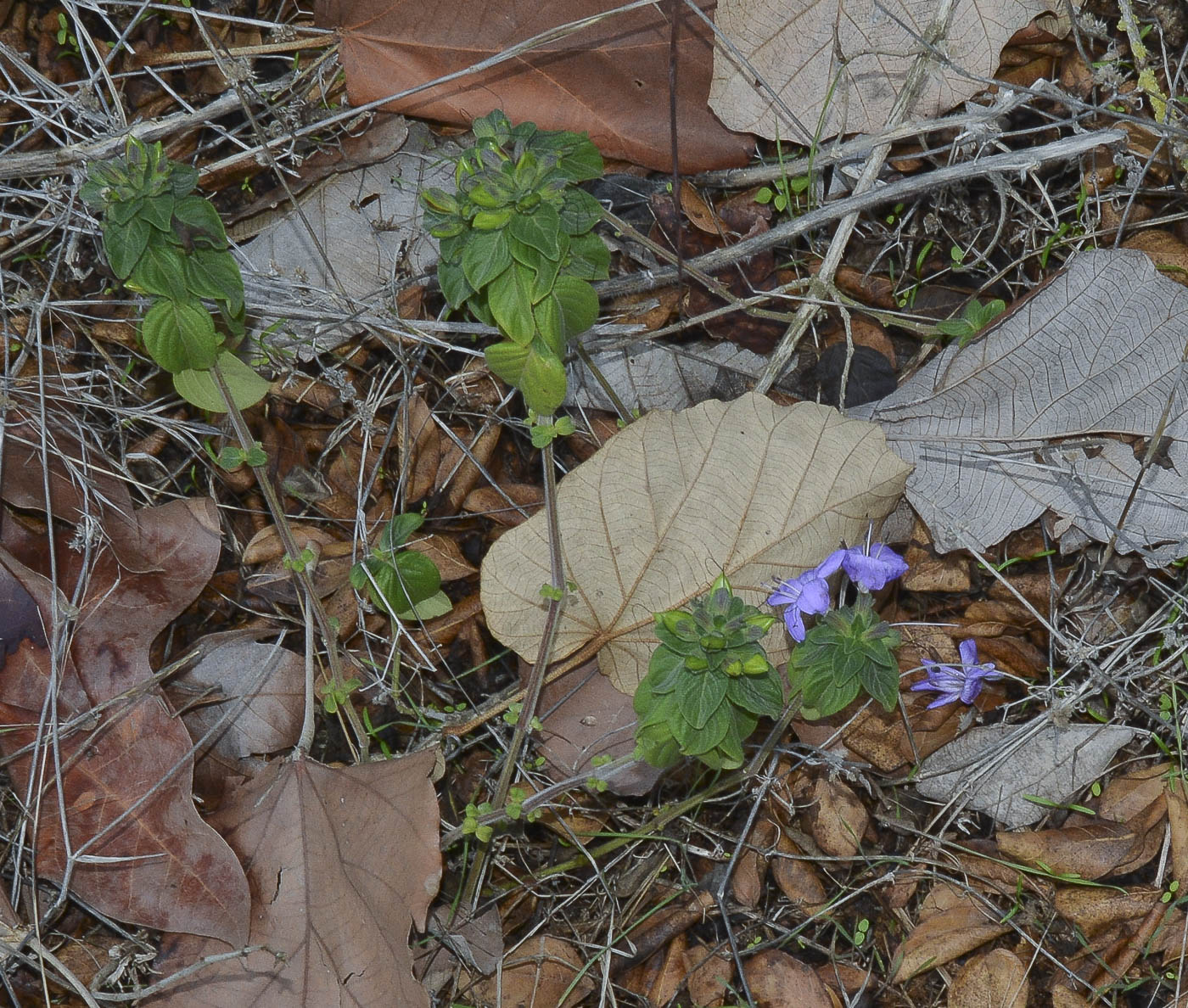 Image of Barleria obtusa specimen.