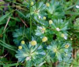 Anemonastrum villosissimum. Верхушки плодоносящих растений. Камчатский край, Елизовский р-н, горный массив Вачкажец, горная тундра. 18.08.2016.