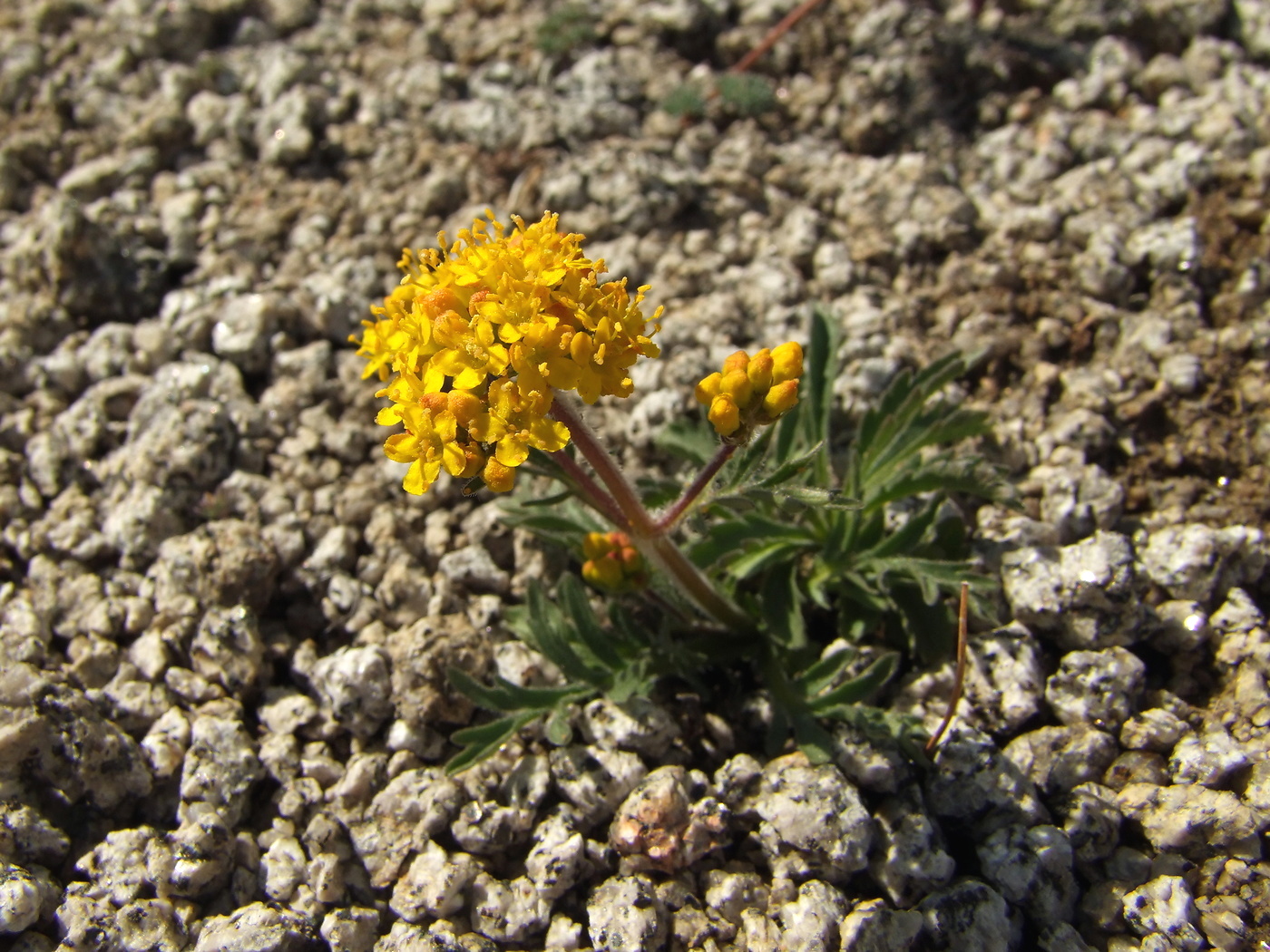 Изображение особи Patrinia sibirica.