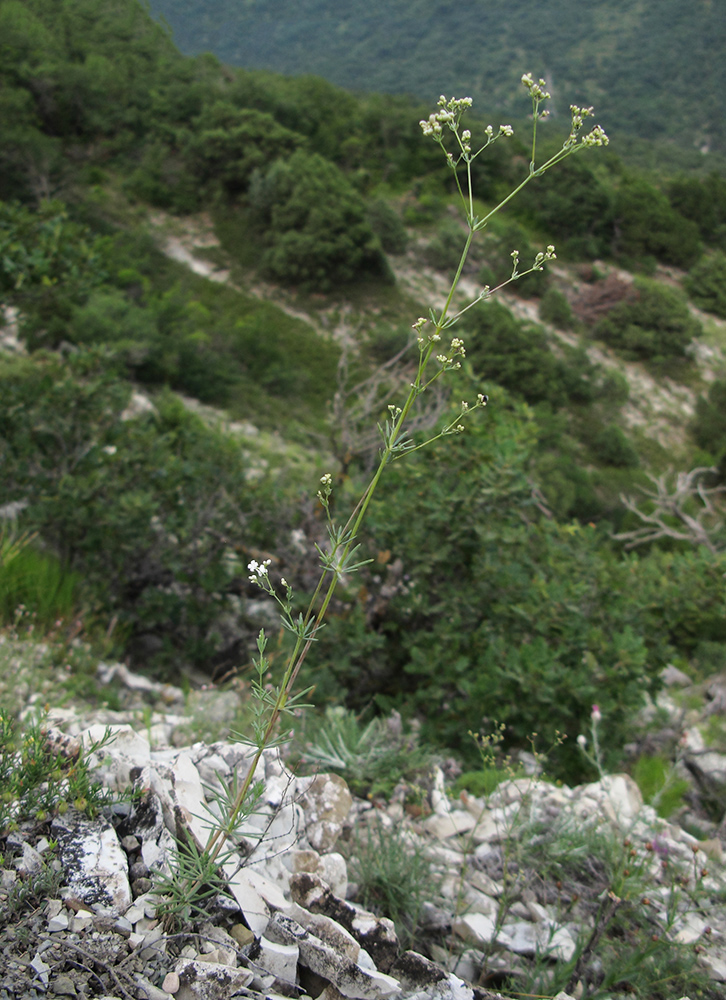 Изображение особи Galium biebersteinii.