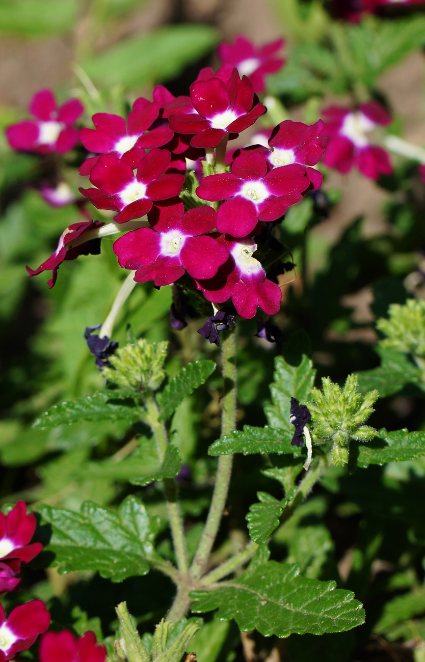 Image of Glandularia &times; hybrida specimen.