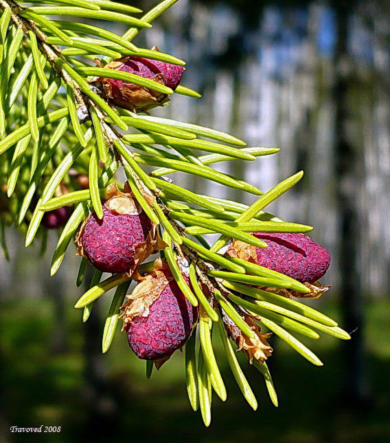 Изображение особи Picea abies.