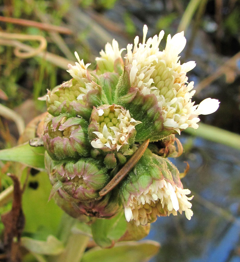 Image of Petasites frigidus specimen.