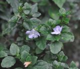 Strobilanthes tetraspermus