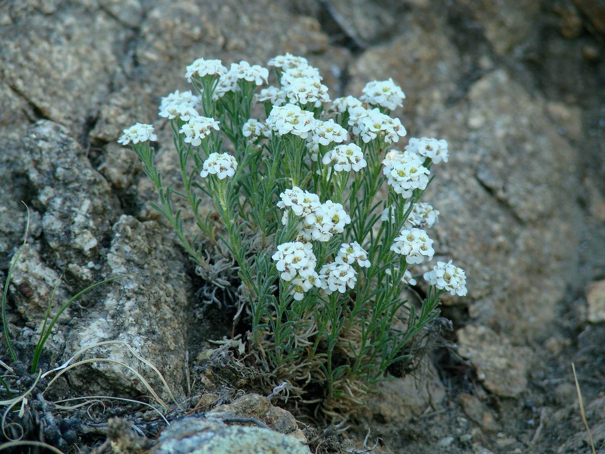 Изображение особи Ptilotrichum tenuifolium.