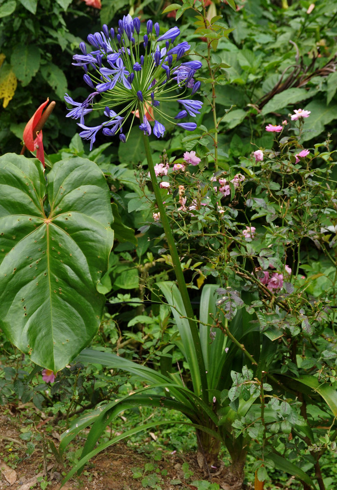 Image of Agapanthus africanus specimen.