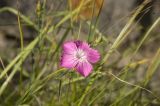 Dianthus caucaseus. Цветок. Кабардино-Балкария, Зольский р-н, северный склон Эльбруса, долина Карачаул, травянистый склон. 18.08.2009.