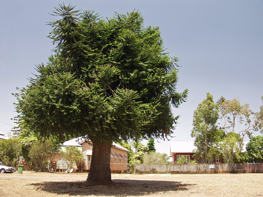 Изображение особи род Araucaria.