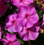 Phlox paniculata