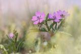 Geranium tuberosum. Верхушка цветущего растения. Крым, Керченский п-ов, Опукский заповедник, степной склон. 13.04.2018.