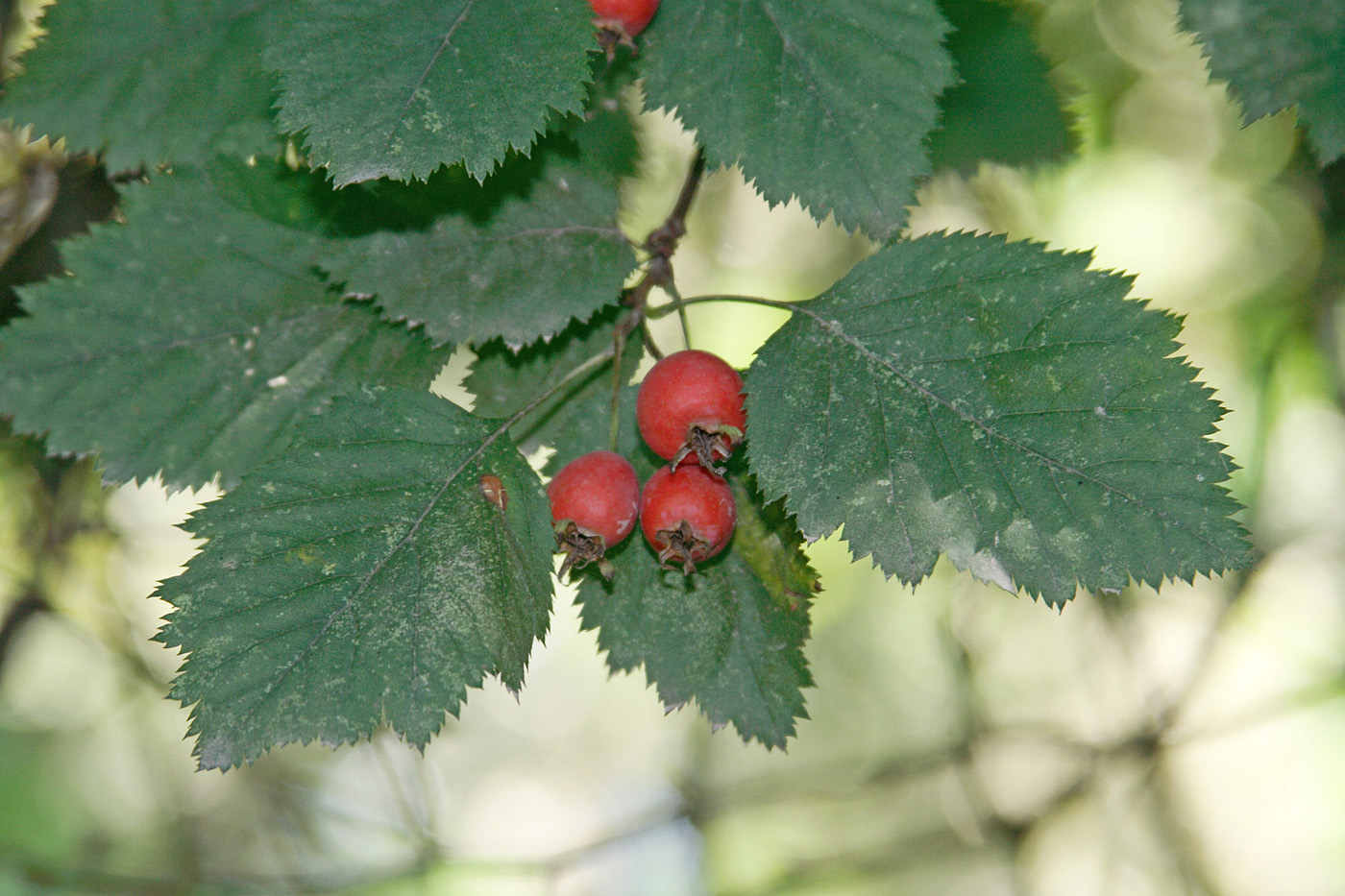 Изображение особи Crataegus chrysocarpa var. blanchardii.