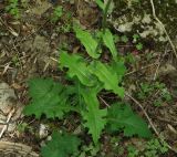 Cephalorrhynchus tuberosus