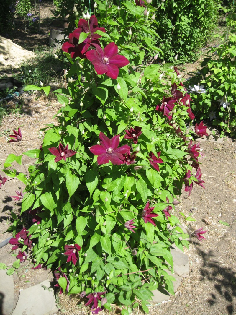 Image of Clematis &times; jackmanii specimen.