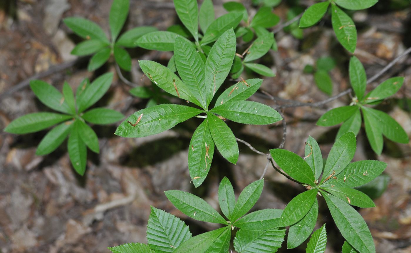 Image of Rhododendron luteum specimen.