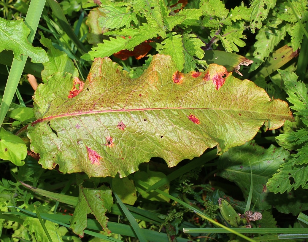 Image of Rumex obtusifolius specimen.