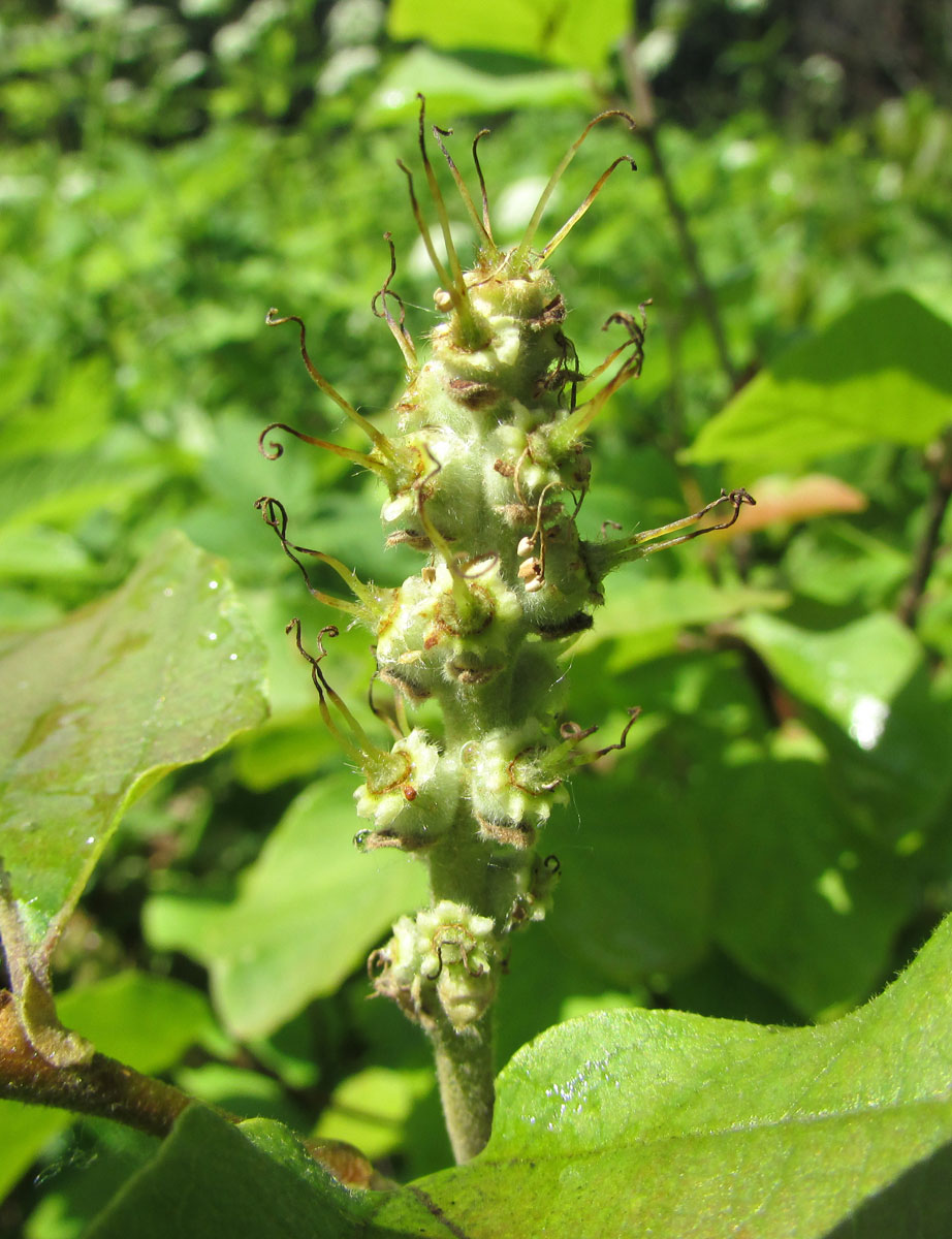 Image of Fothergilla major specimen.