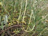 Helianthemum georgicum