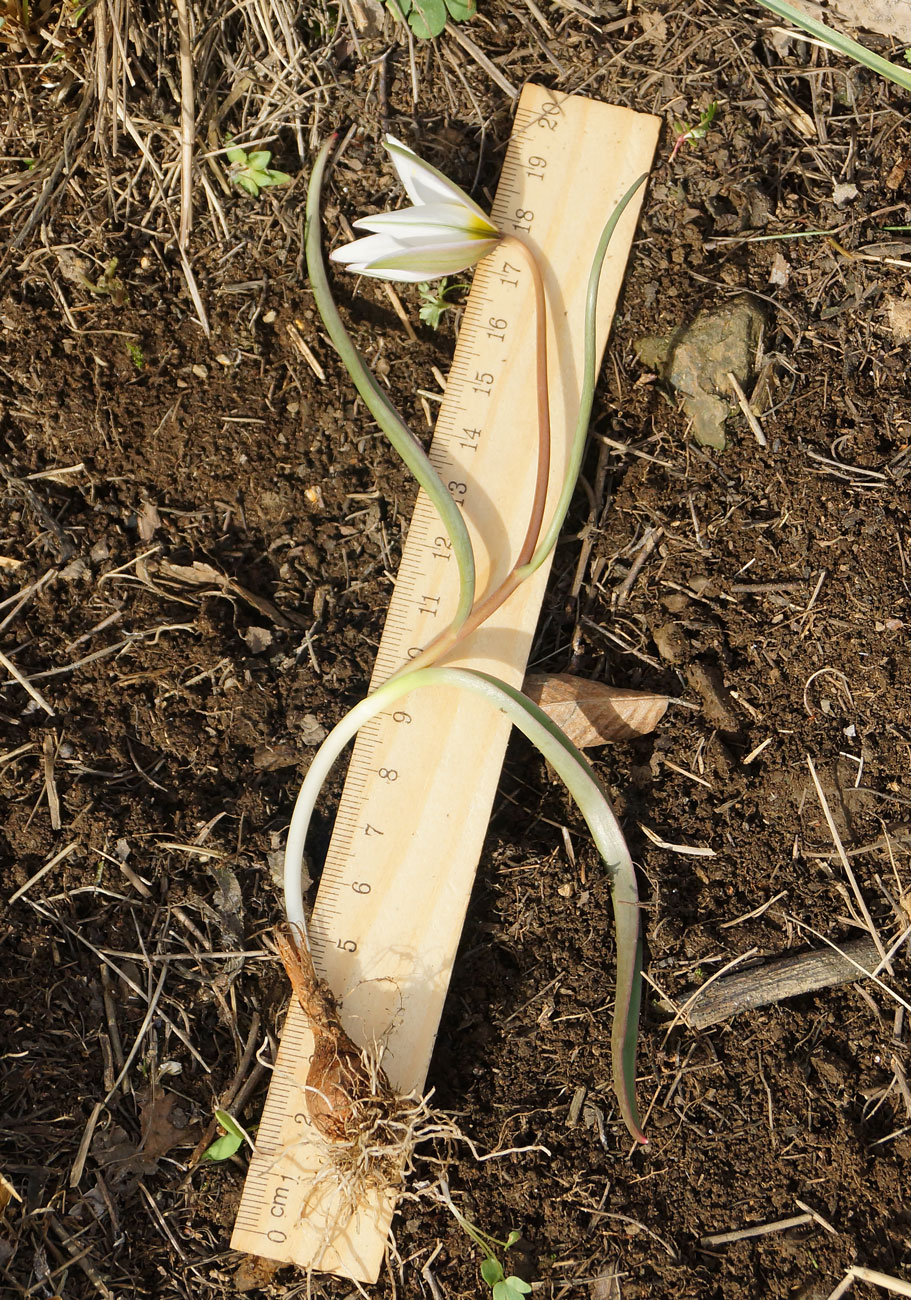 Image of Tulipa patens specimen.