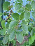 Actinidia arguta