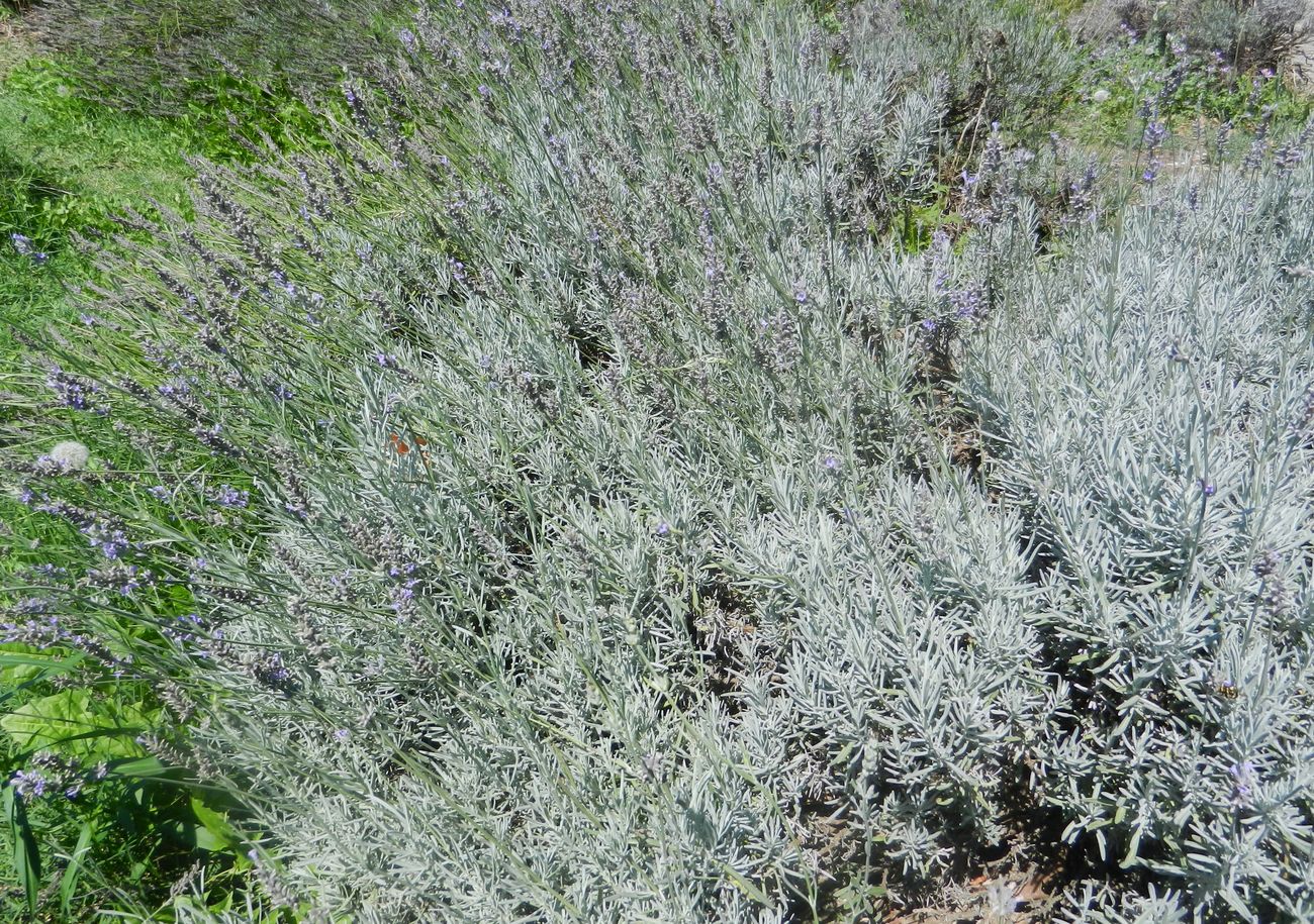 Image of Lavandula angustifolia specimen.