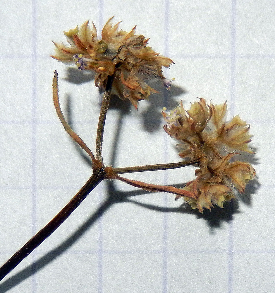 Image of Valerianella lasiocarpa specimen.