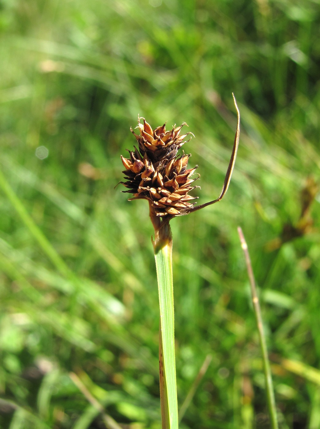 Изображение особи род Carex.