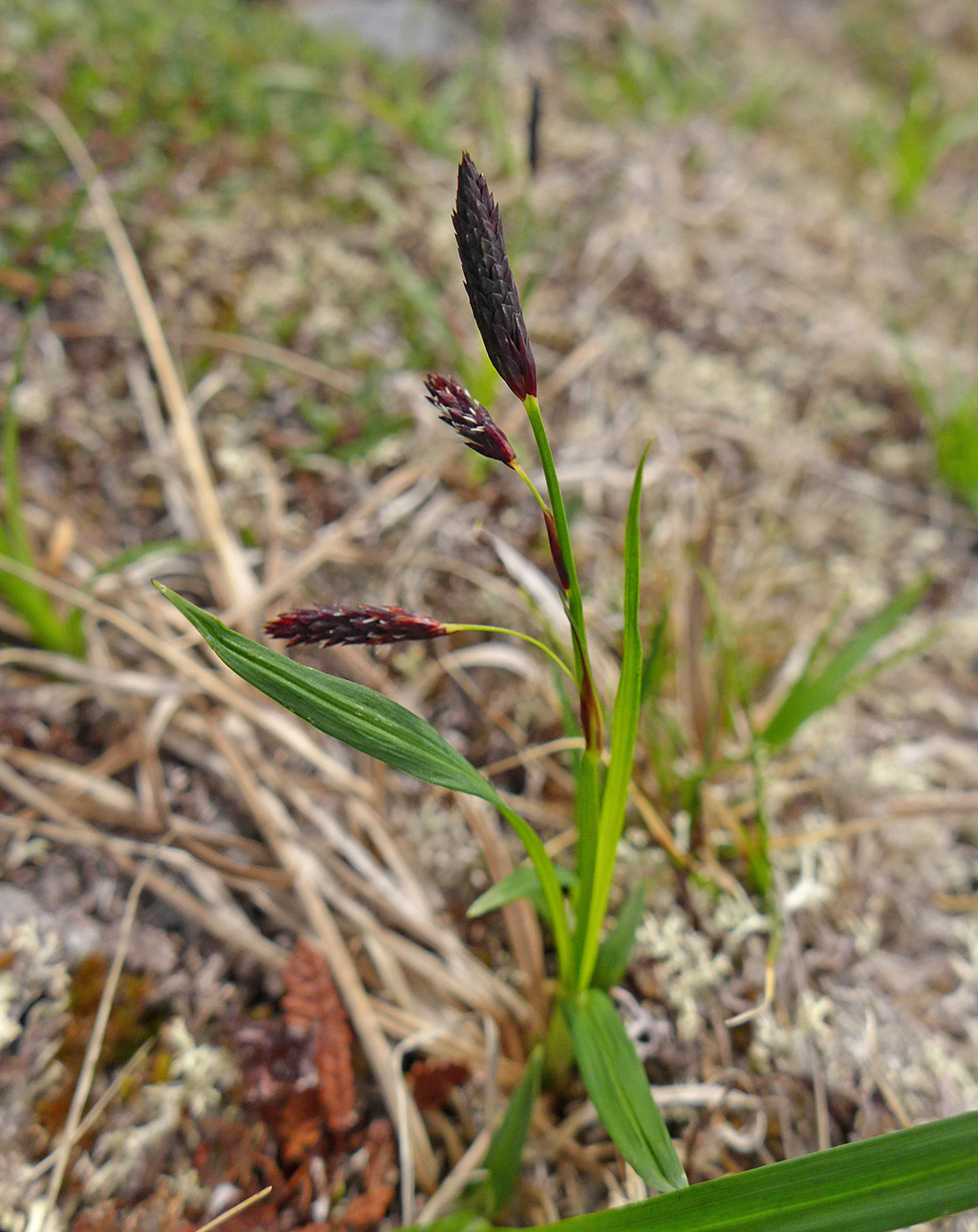 Image of genus Carex specimen.