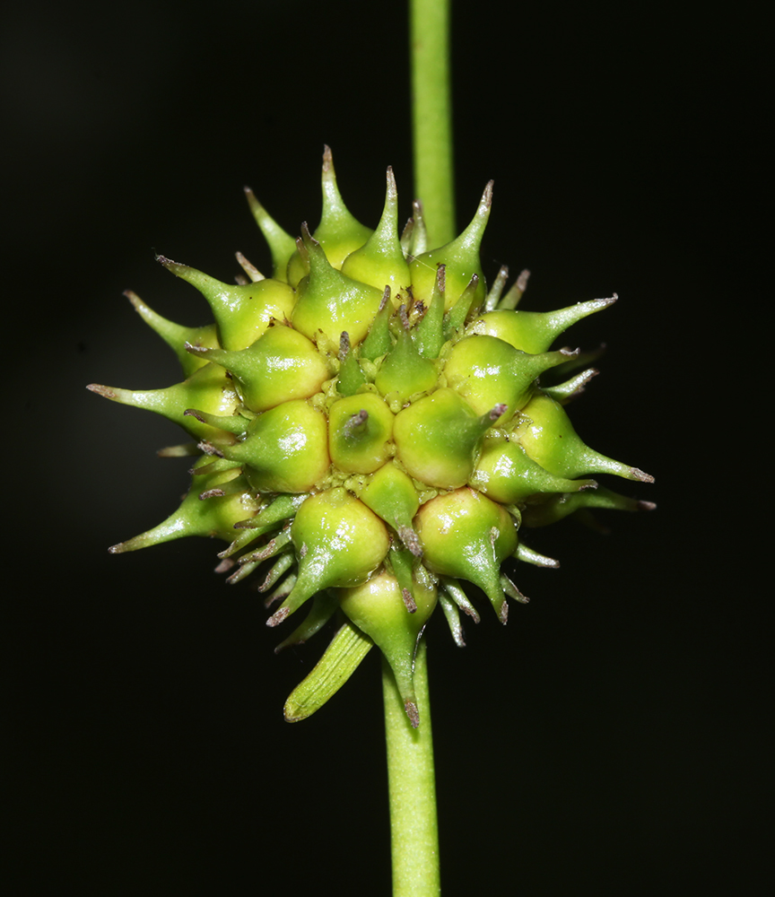 Изображение особи Sparganium stenophyllum.