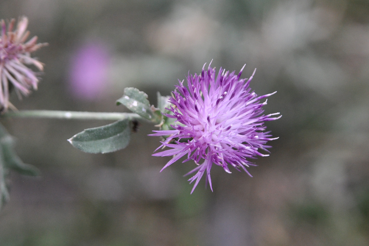 Image of Centaurea iberica specimen.