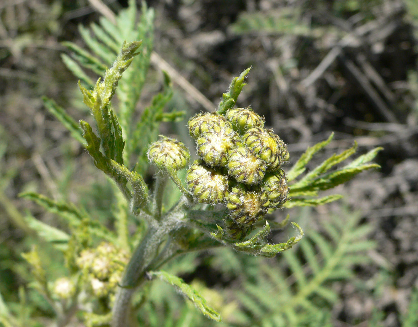 Image of Tanacetum boreale specimen.