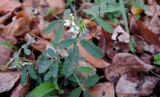 Melilotus albus. Цветущее растение. Москва, Новогиреево, пристанционный пустырь. 26.10.2018.