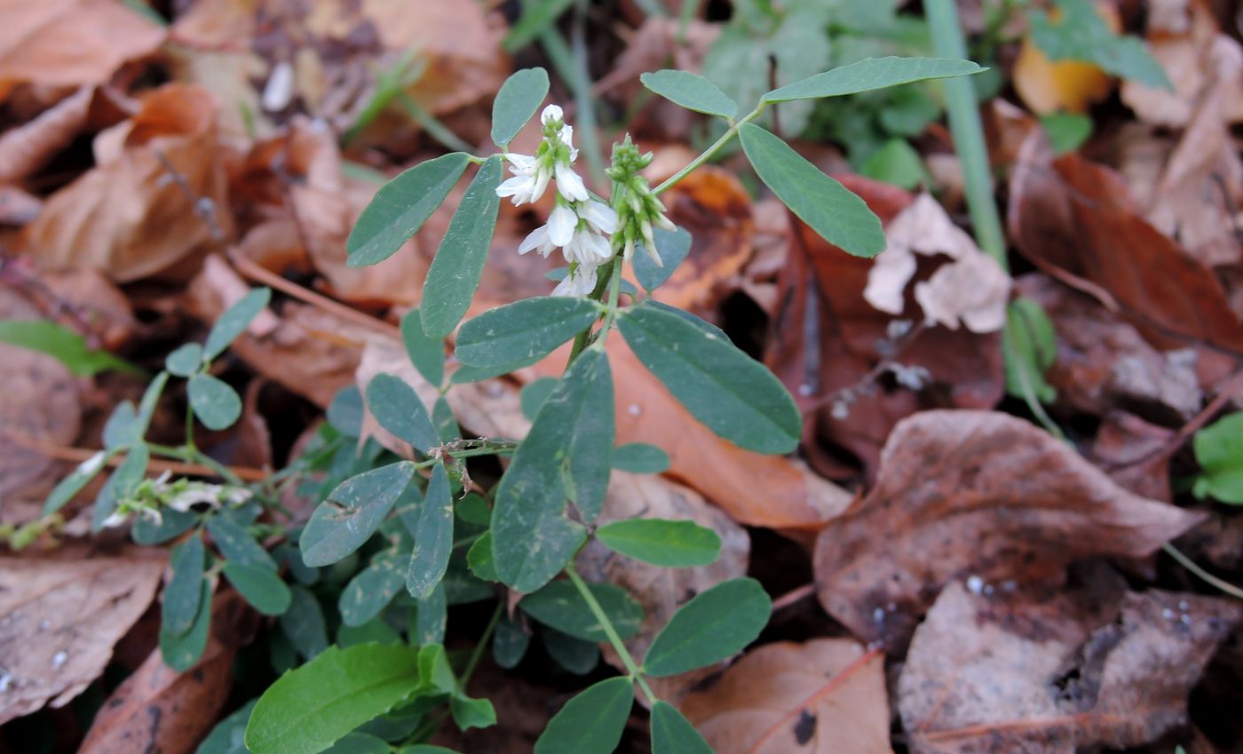 Изображение особи Melilotus albus.