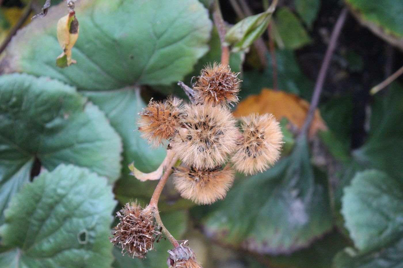 Изображение особи Ligularia dentata.