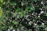 Thalictrum delavayi