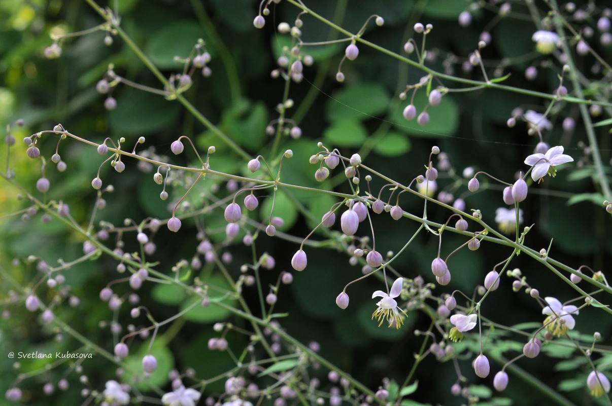 Изображение особи Thalictrum delavayi.