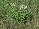 Saponaria officinalis