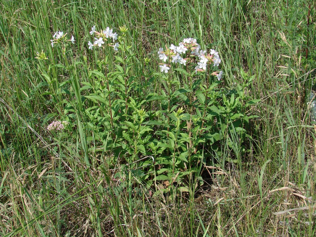 Image of Saponaria officinalis specimen.